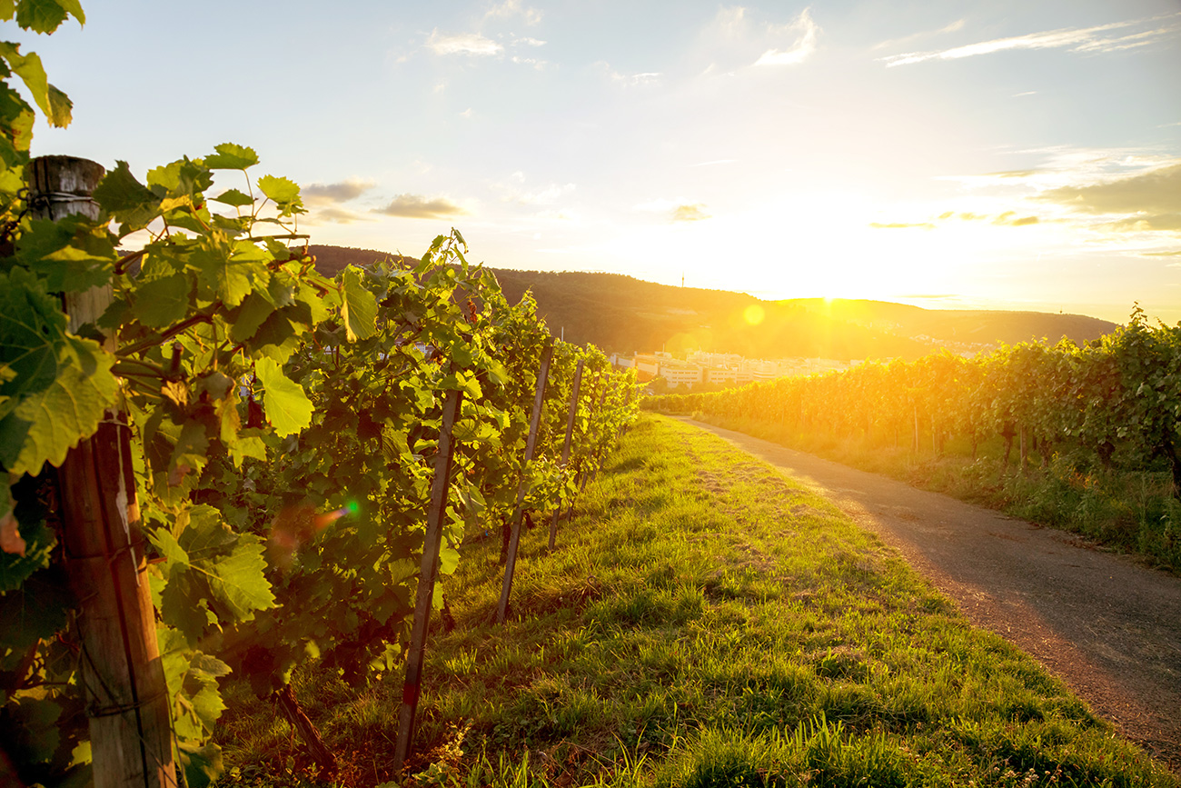 VDP Qualitätswein • Qualitätsbezeichnung Großes Gewächs